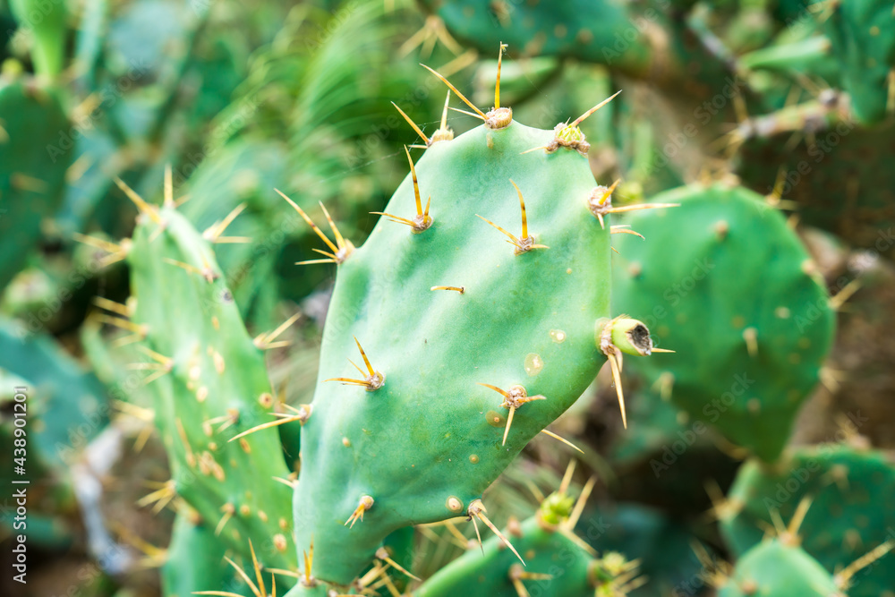 Cactus on a rock in the desert Cactus on a rock in the desert