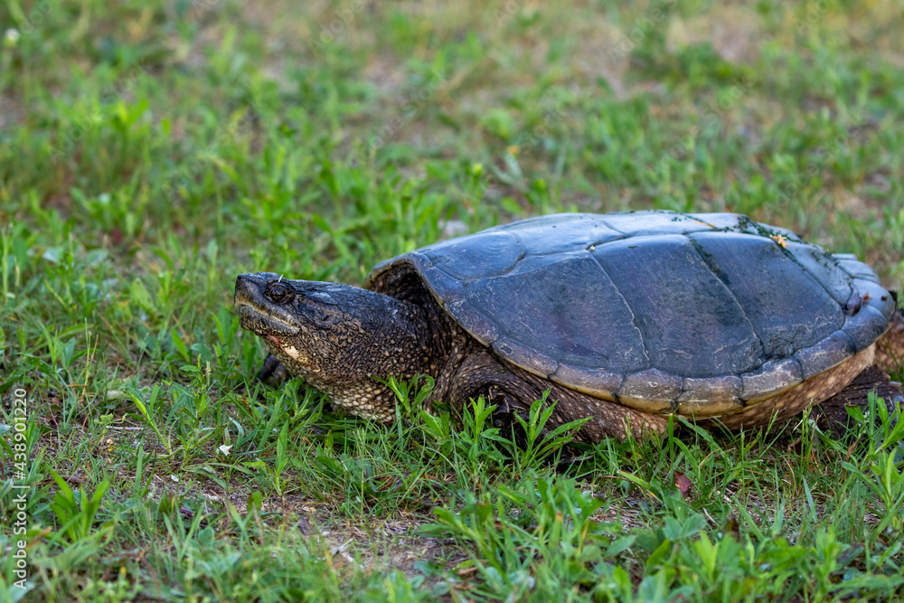 The common snapping turtle (Chelydra serpentina) on a meadow. Every year they leave the freshwater and go to shore for the laying of eggs The common snapping turtle (Chelydra serpentina) on a meadow. Every year they leave the freshwater and go to shore for the laying of eggs