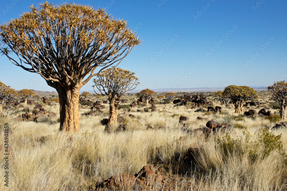 Quiver trees on rocky hillside in Namibia Quiver trees on rocky hillside in Namibia