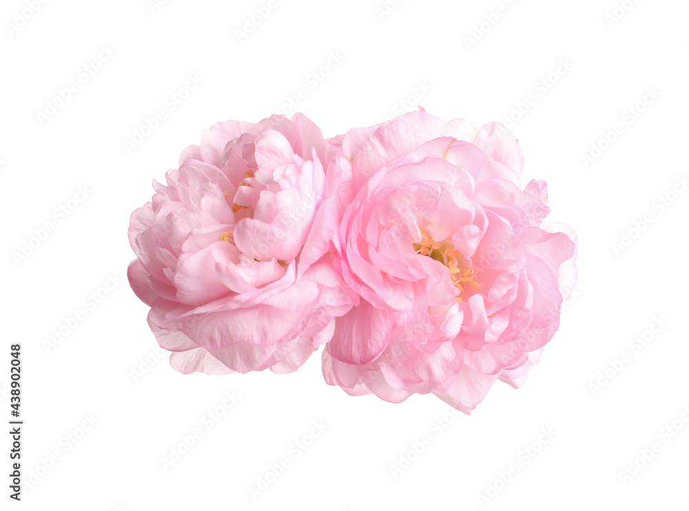Beautiful sakura tree flowers on white background Beautiful sakura tree flowers on white background