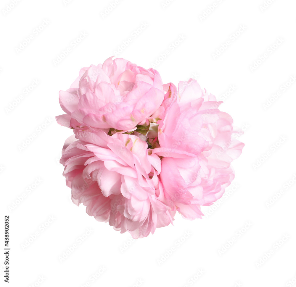 Beautiful sakura tree flowers on white background