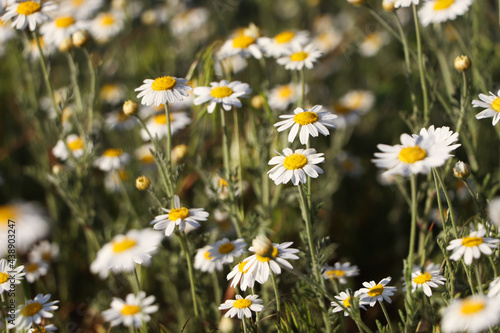 Beautiful chamomile flowers growing in spring meadow
