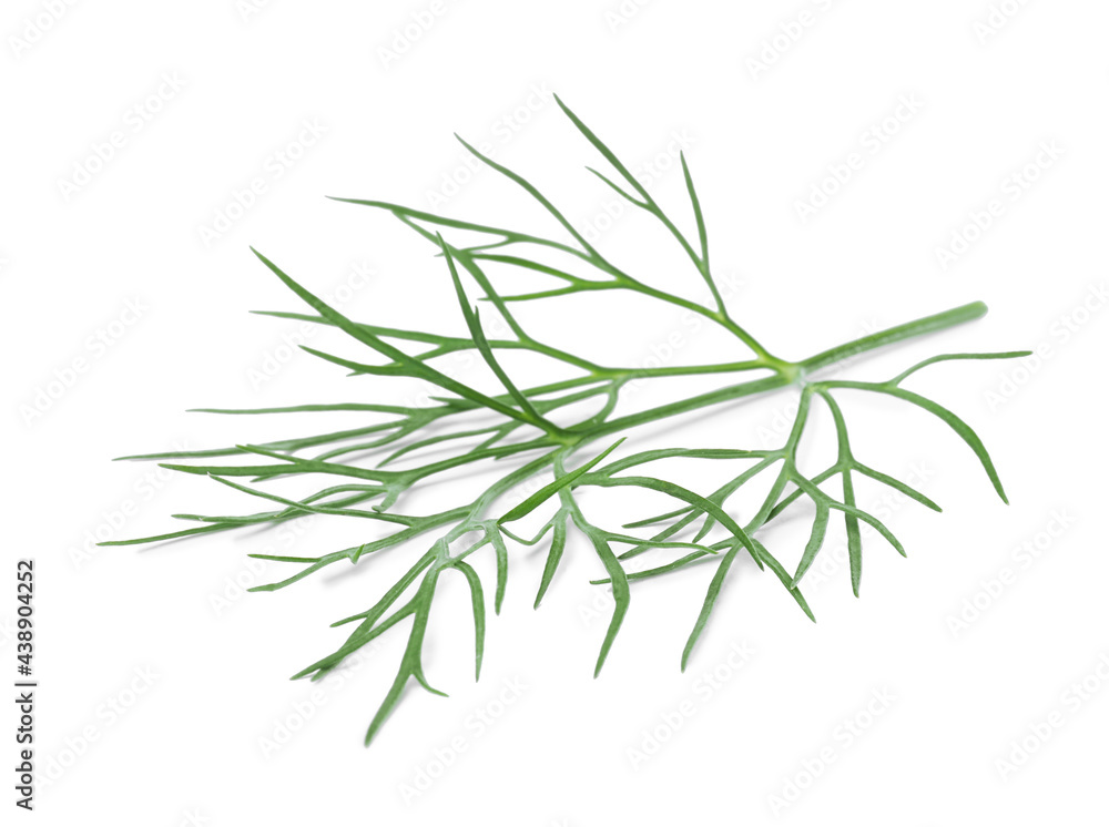 Sprig of fresh dill isolated on white Sprig of fresh dill isolated on white