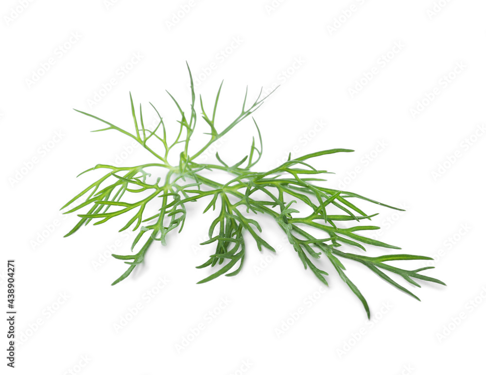 Sprig of fresh dill isolated on white Sprig of fresh dill isolated on white