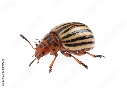 One colorado potato beetle isolated on white Fototapeta