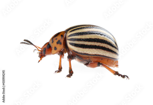 Fototapeta One colorado potato beetle isolated on white