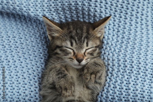 Cute little kitten sleeping wrapped in light blue knitted blanket, top view © New Africa