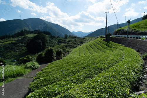 茶畑