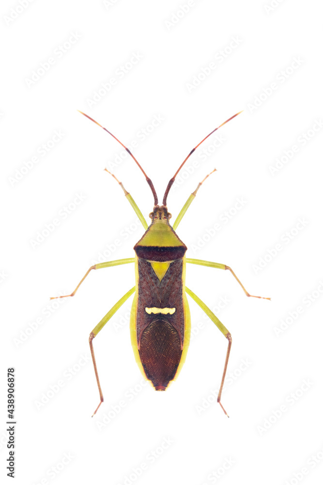 Image of green legume pod bug(Hemiptera) on white background. From top view. Insect. Animal Image of green legume pod bug(Hemiptera) on white background. From top view. Insect. Animal