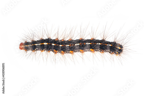 Image of hairy caterpillar isolated on white background. Insect. Worm. Animal. photo