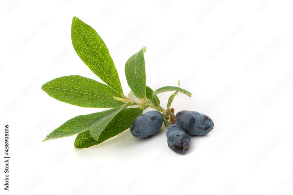 Berries blue honeysuckle with green leaves isolated on a white background. Berries blue honeysuckle with green leaves isolated on a white background.