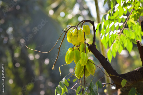 Star fruit or Averrhoa carambola  on a tree in Assam India