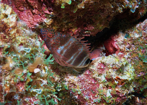 Redspotted Hawkfish on the Reef photo