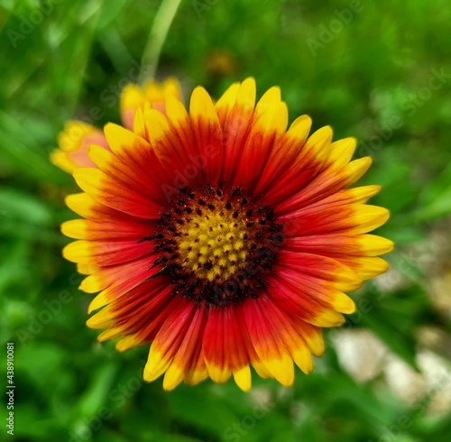 yellow flower in the garden