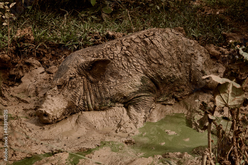 The sticky soil in the forest is dry, the soil breaks apart in the rainy season.