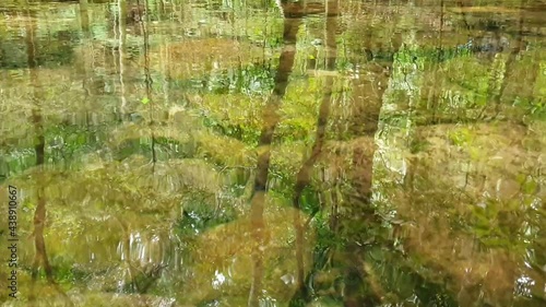 Clear river with green rocks and trees above the water surface, Nature leaves shadow over the river in the dark forest