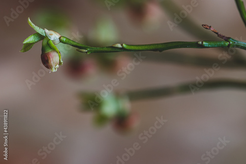 Green branch on a bush of blueberries with blooming flowers. Closeup of blooming blueberry flowers, green leaf of blossom bush on blurred green background. Blooming blueberry bush in the garden.
