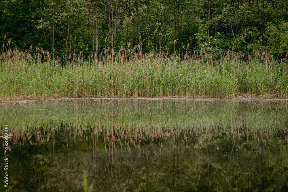 The beautiful view of the river bank with the reflection of the reeds in spring The beautiful view of the river bank with the reflection of the reeds in spring