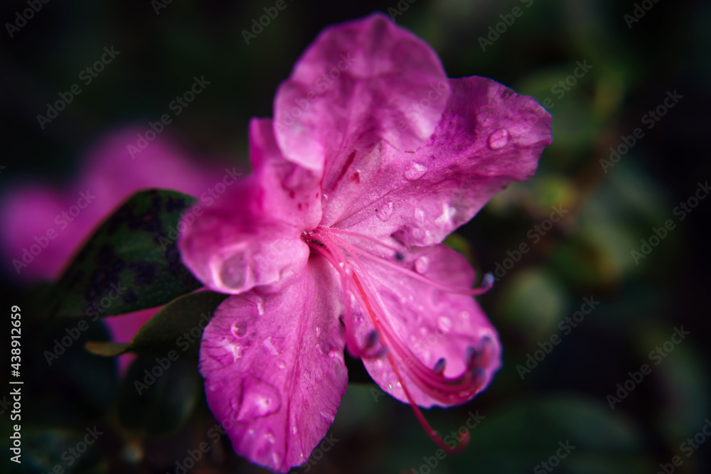 Naklejka premium Blooming almond pink flower, close up, blurred background. Flowering rhododendron branches, altai sakura. Image for greeting card, selective focus.