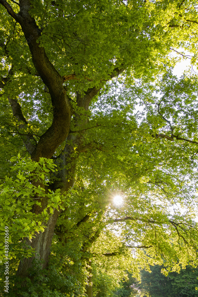 Obraz premium trees, meadow, forest