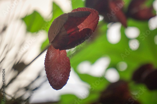a red flower on the background of leaves and a clear sky