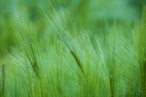 close-up of green grain