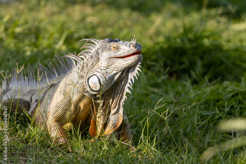 Fototapeta premium Primer plano de una iguana en la hierba