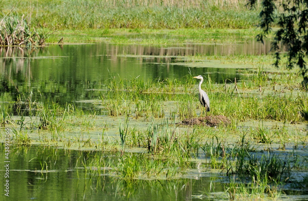 Grey heron (Ardea cinerea) on a forest lake on a summer morning. Moscow region. Russia.