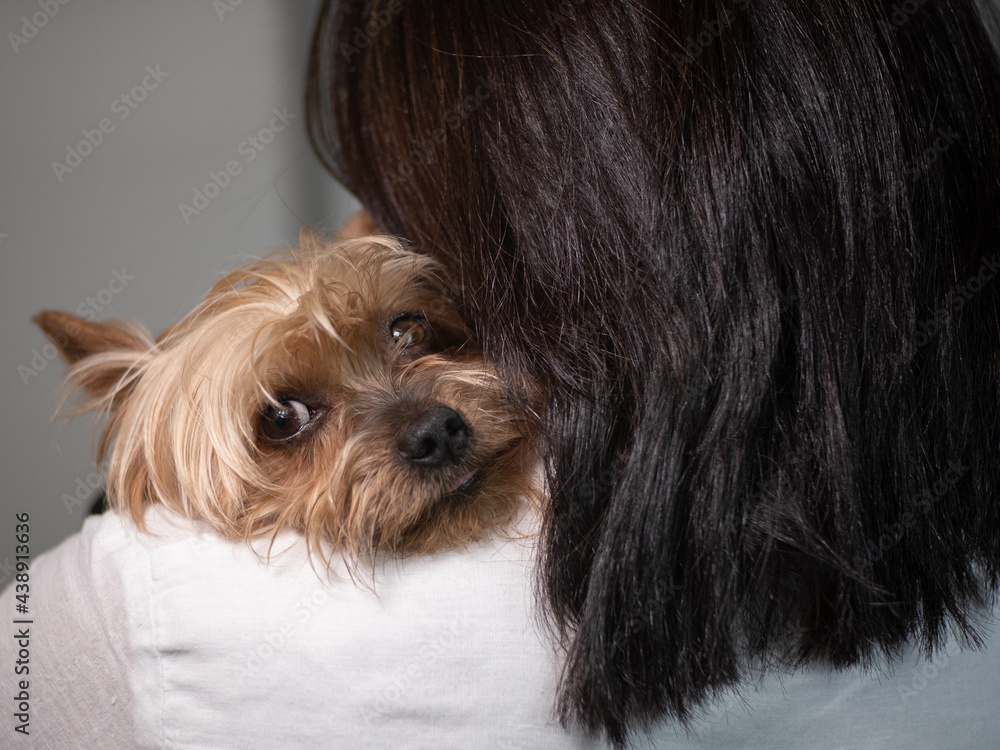 Cute yorkshire terrier dog being held, resting head on woman's shoulder. Cute yorkshire terrier dog being held, resting head on woman's shoulder.