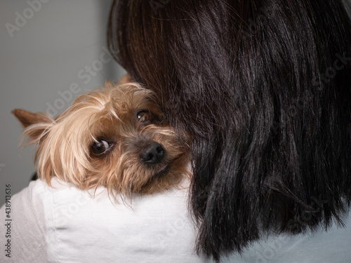 Cute yorkshire terrier dog being held, resting head on woman's shoulder.