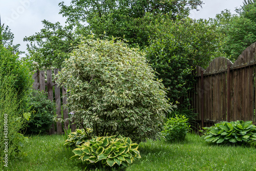 White derain bush in the garden photo