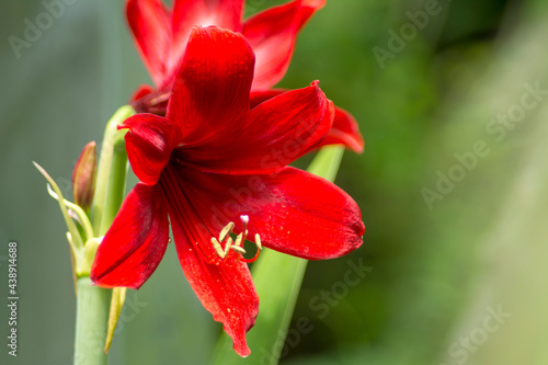 Beautiful red flower in the garden.