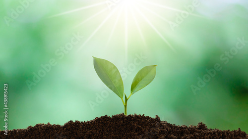 A small tree growing on a pile of soil and sunlight shining down with green nature background.