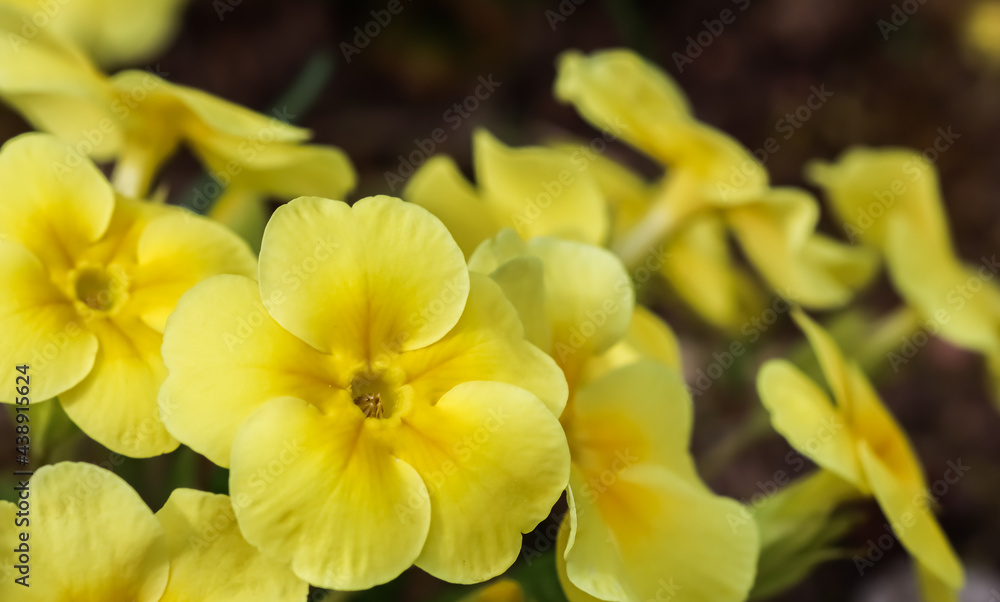 Obraz premium Blooming yellow primrose in the spring garden.