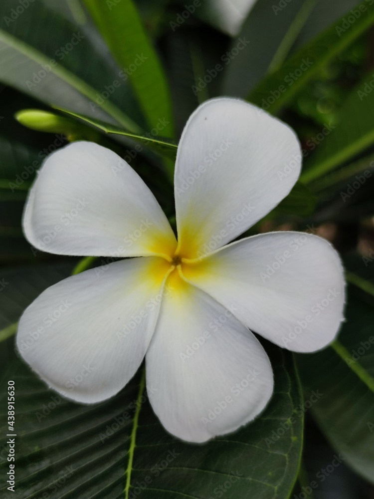 Obraz premium white frangipani flower