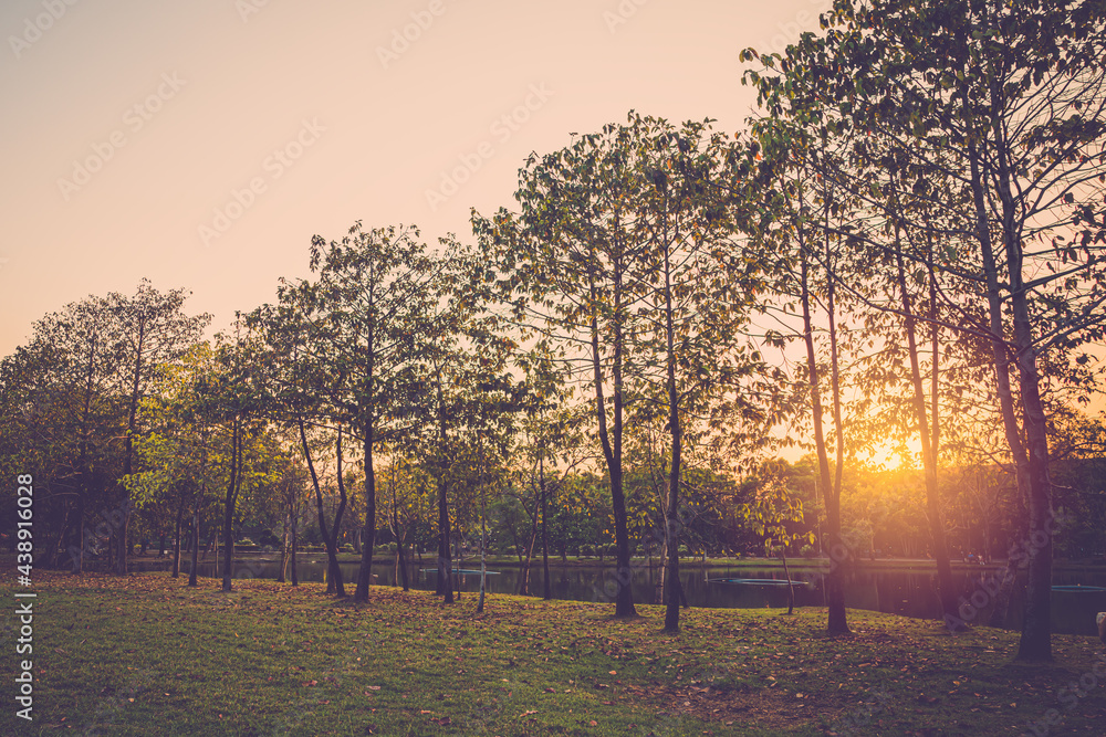 Natural park in city with sunset background. vintage filter