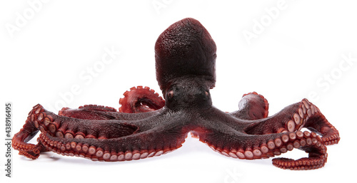 Bilde på lerret Octopus vulgaris isolated from white background.