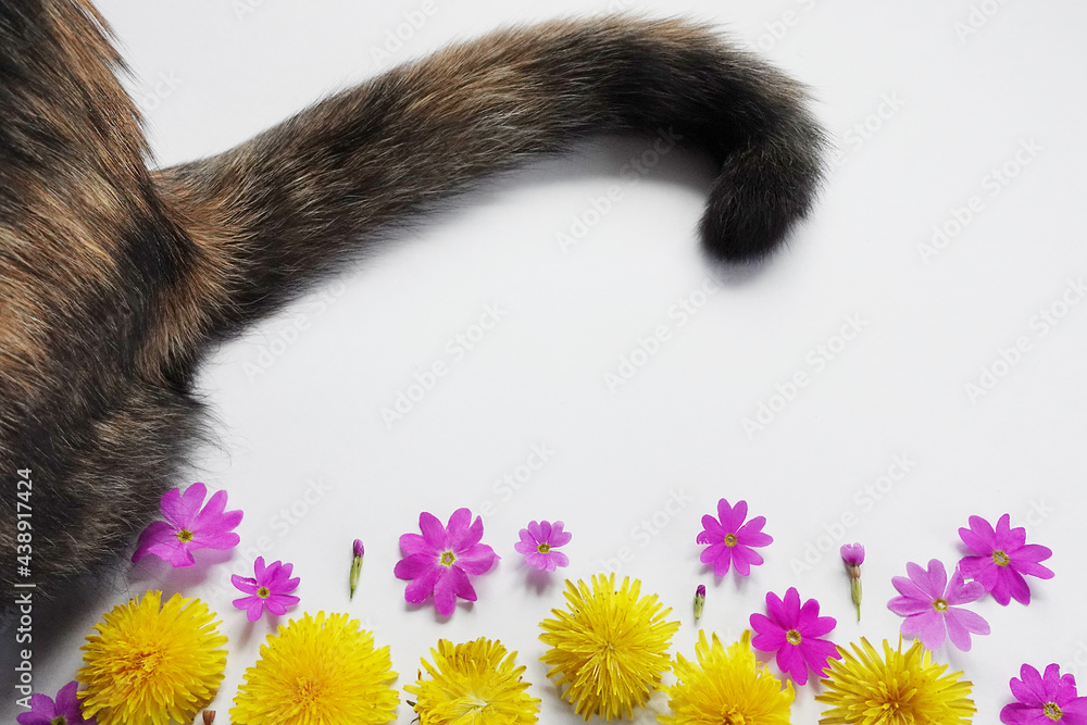Cat's tail and back are dark colored on dandelions and pink flowers, on a white background, free space for text. Photos for thematic articles, social networks.