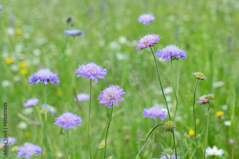 Field scabious (Knautia arvensis) on a flower meadow. Focus on the blossom in the lower middle. Field scabious (Knautia arvensis) on a flower meadow. Focus on the blossom in the lower middle.