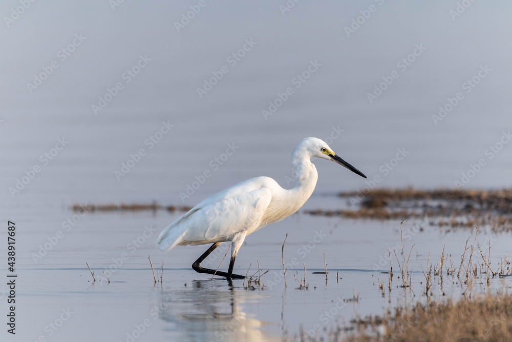 great white heron great white heron
