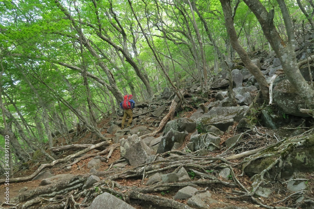 Mt Akagi (Kurobi) trail with a lot of tree roots in Akagi, Gunma, Japan. June 9, 2021.