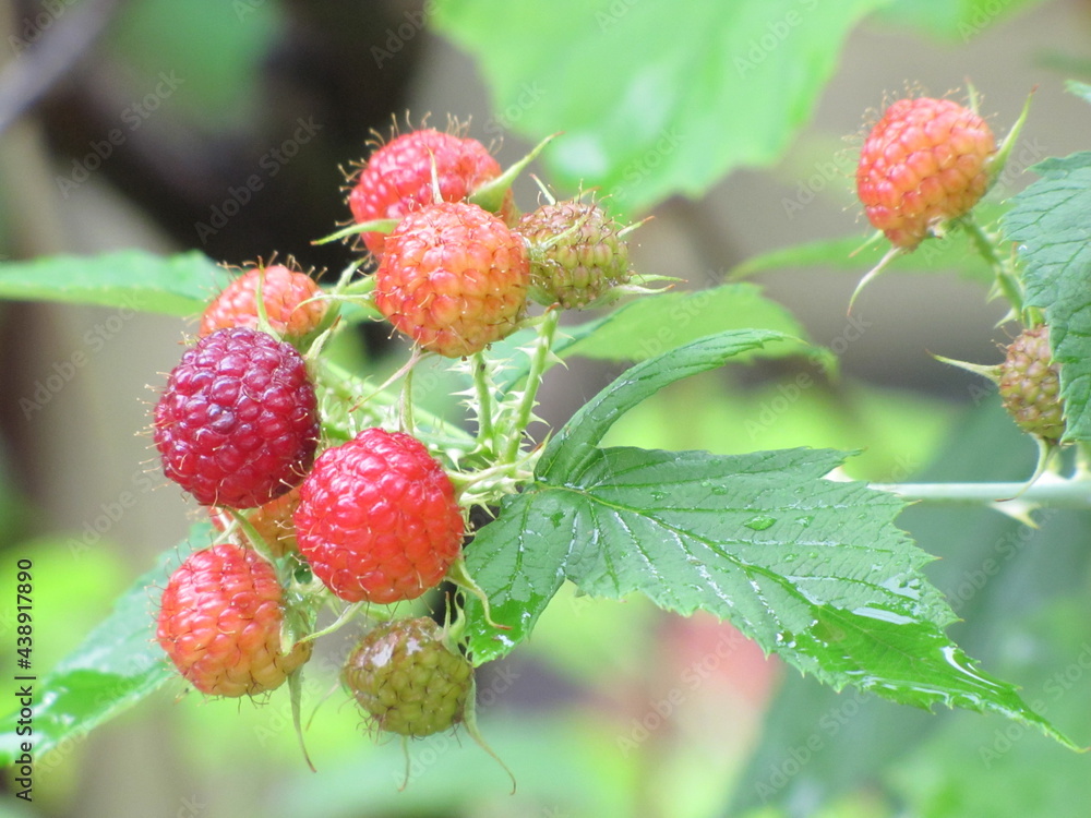 Ripe blackberries on a green branch. Blackberry bush on a sunny day in the garden. Ripe blackberries on a green branch. Blackberry bush on a sunny day in the garden.