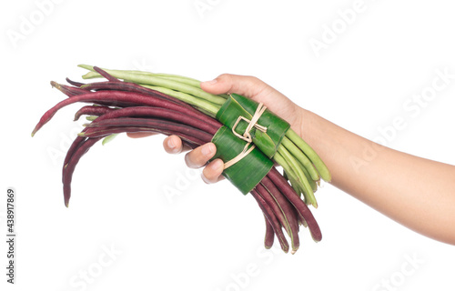 hand holding yardlong bean isolated on white background photo