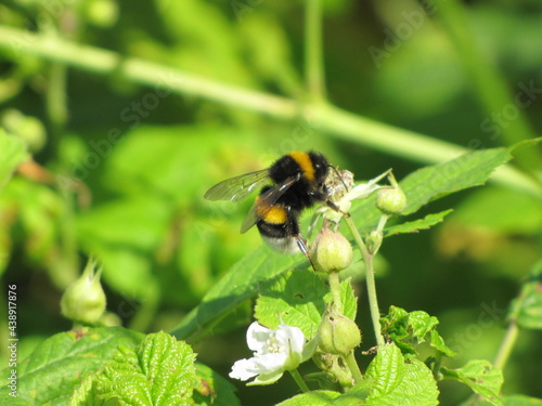 A large striped bumblebee on a fragrant white flower. An insect on a green branch.