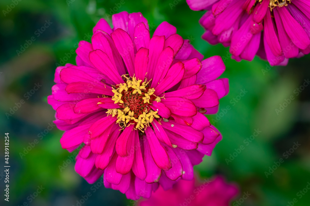 Beautiful zinnia flower in the garden. Beautiful zinnia flower in the garden.