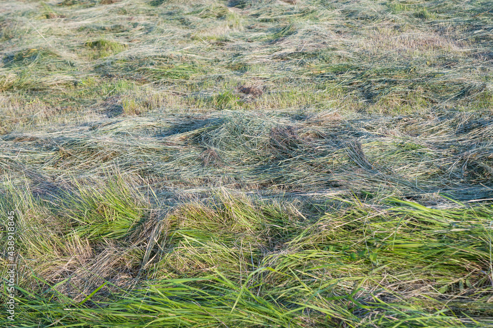 hay in the meadow in summer hay in the meadow in summer