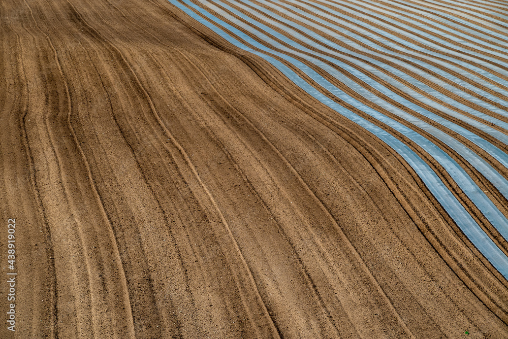 Naklejka premium 春の美瑛町 マルチシートが張られた丘の風景