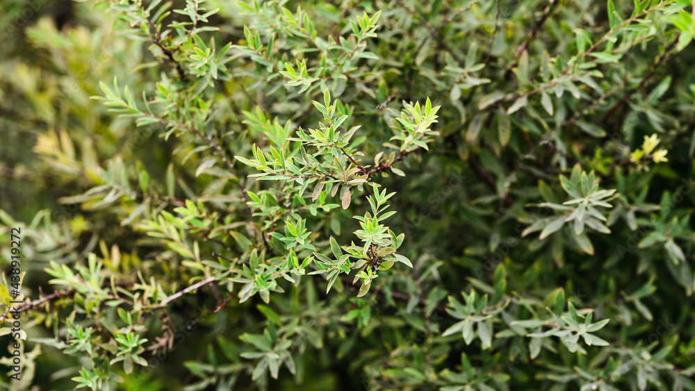 natural panoramic banner. thin twigs of a shrub with green leaves. summer garden natural panoramic banner. thin twigs of a shrub with green leaves. summer garden