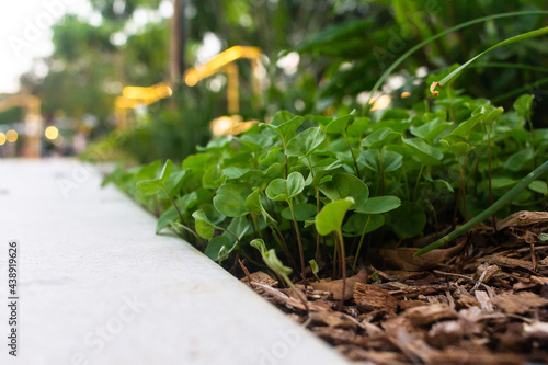 Tropical beautiful botanical garden, Brisbane, South Bank Parkland,