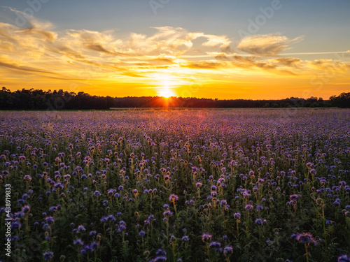 sunset in the field © Heiko